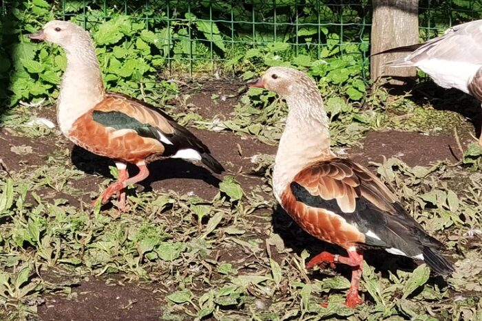 Oie d'ORENOQUE - COUPLE