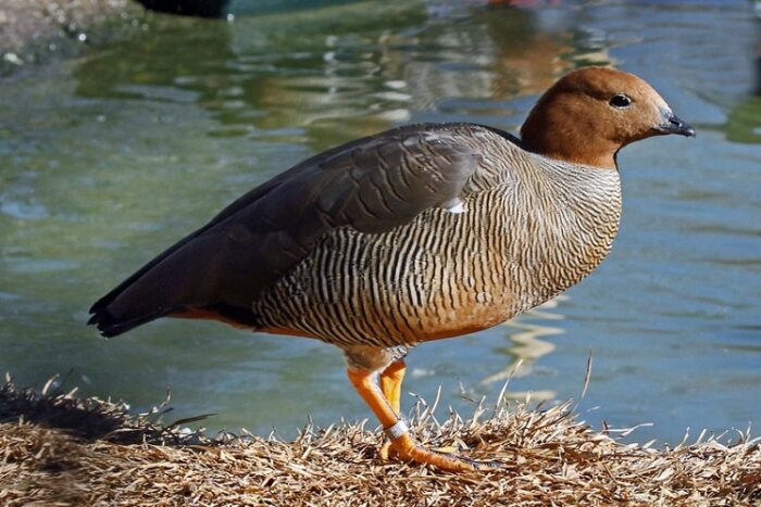 BERNACHE A TETE ROUSSE - MALE