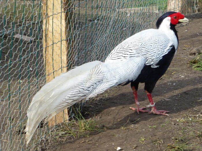 FAISAN ARGENTE - MALE