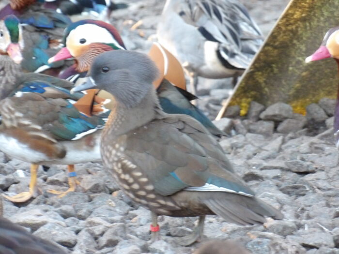 Canard MANDARIN NOIR - FEMELLE