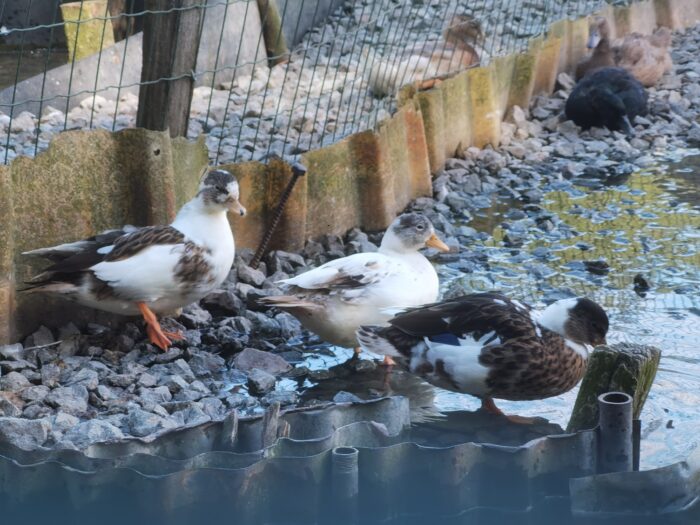 Lot 5 Canards MIGNON différents coloris - MALE