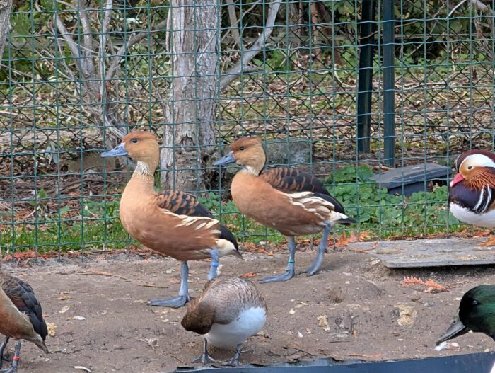 DENDROCYGNE FAUVE - COUPLE