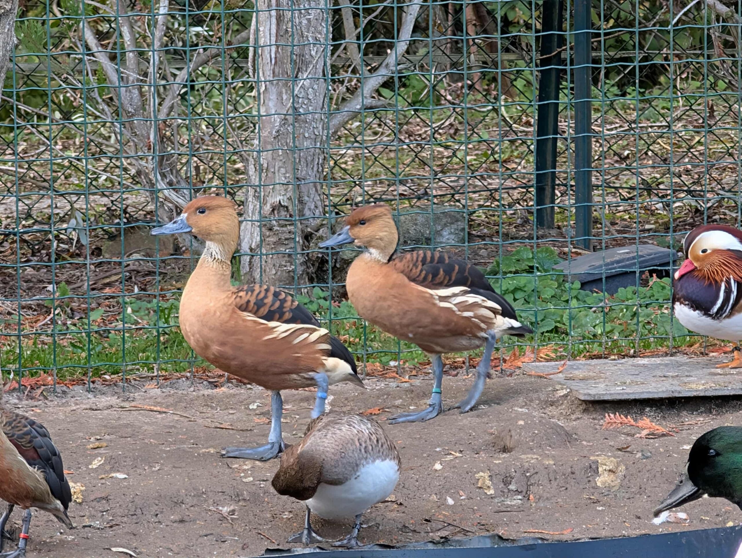 DENDROCYGNE FAUVE - COUPLE