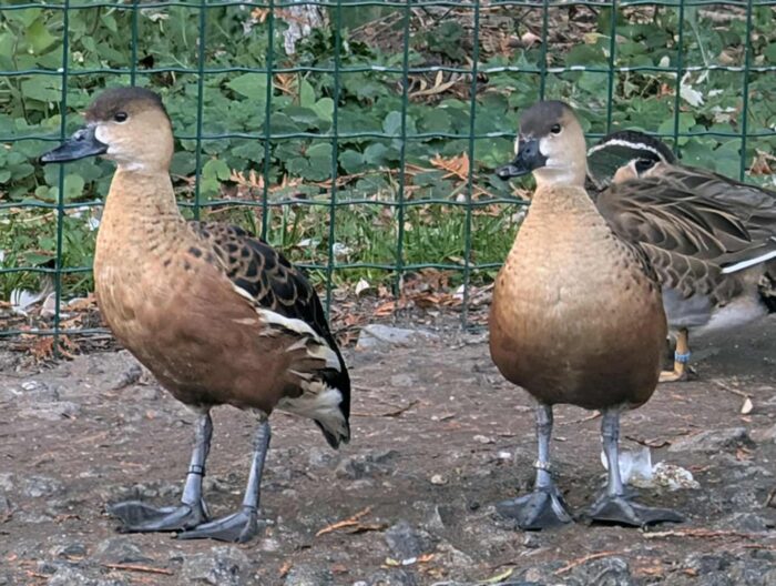 DENDROCYGNE A LUNULES - COUPLE