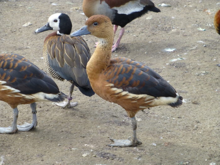 DENDROCYGNE FAUVE - FEMELLE