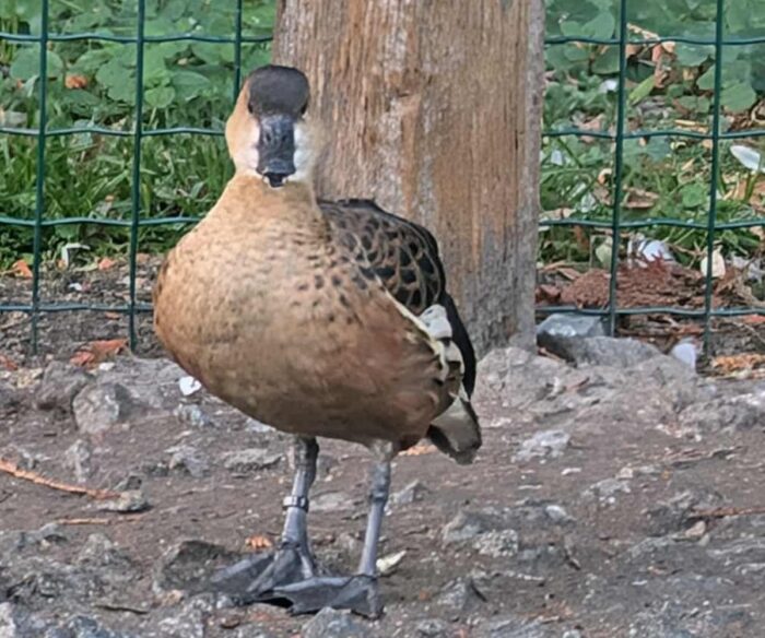 DENDROCYGNE A LUNULES - FEMELLE