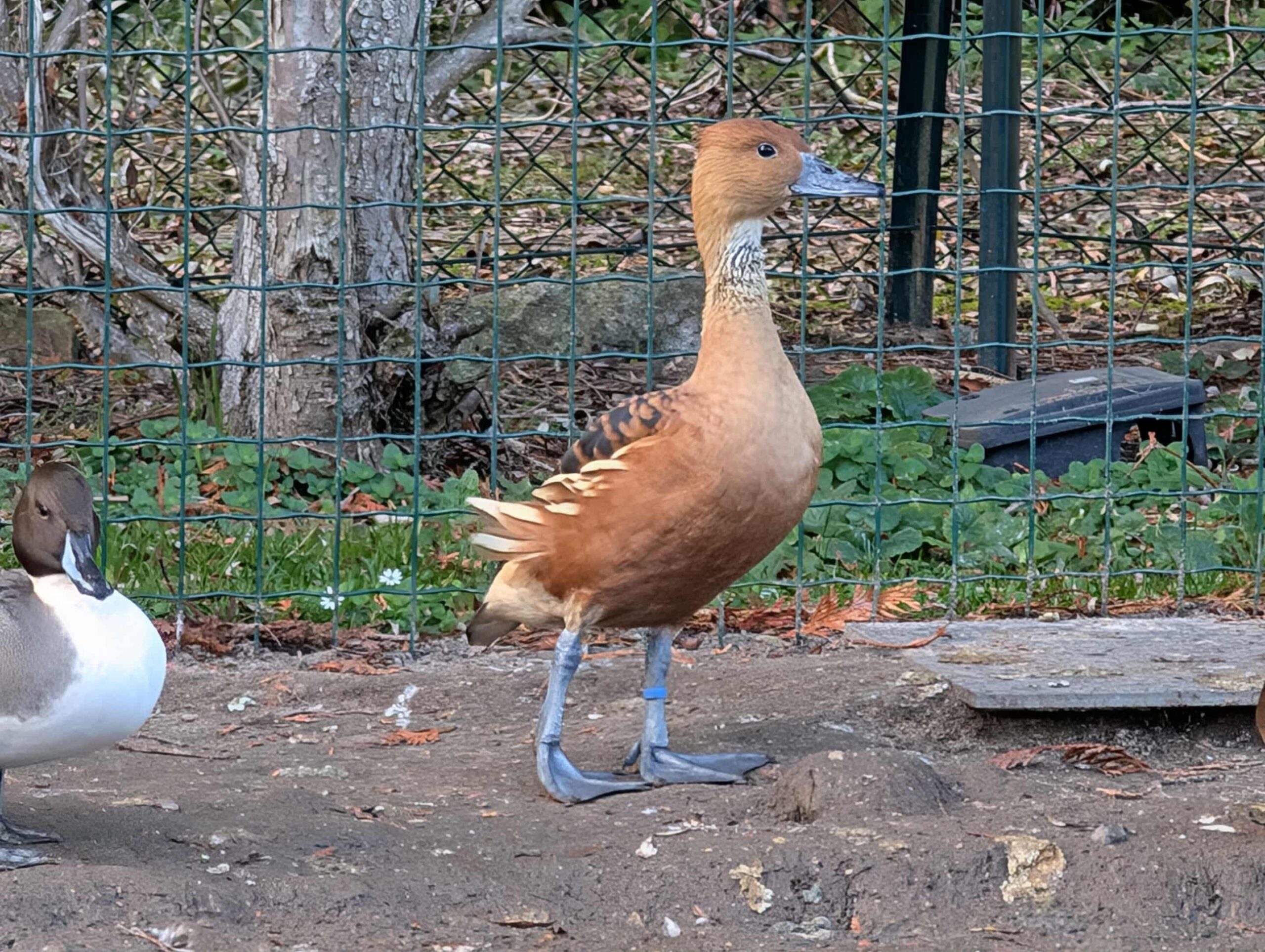 DENDROCYGNE FAUVE - MALE