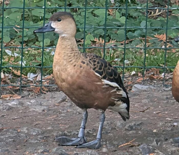 DENDROCYGNE A LUNULES - MALE